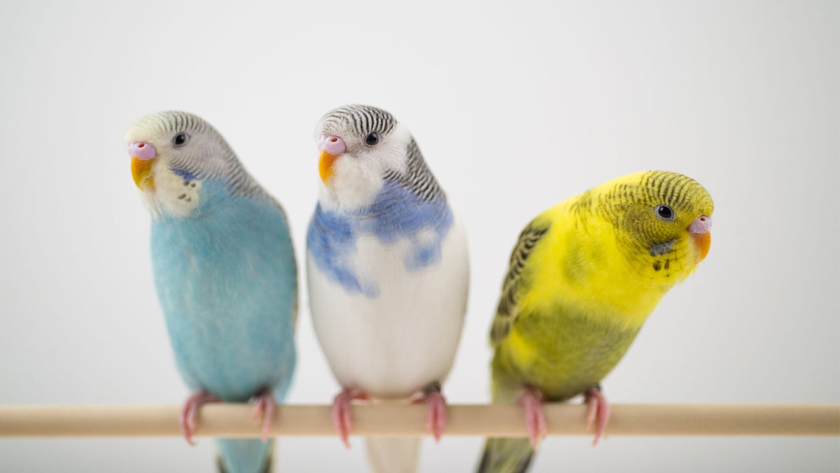Bird & Avian Veterinary Care in Singapore