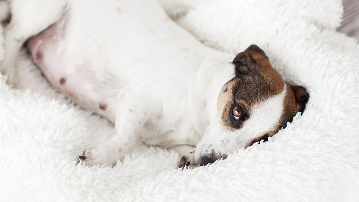 Caesarean Section for Dogs & Cats in Singapore