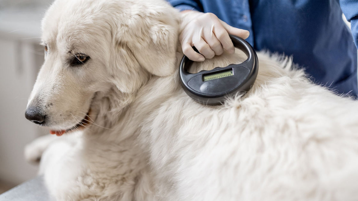 Dog & Cat Microchipping in Singapore