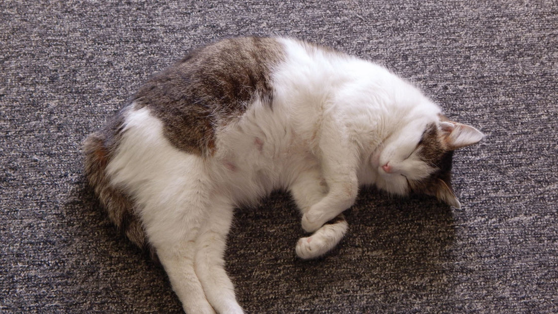 Dog & Cat Pregnancy Diagnosis and Monitoring in Singapore