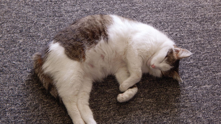 Dog & Cat Pregnancy Diagnosis and Monitoring in Singapore