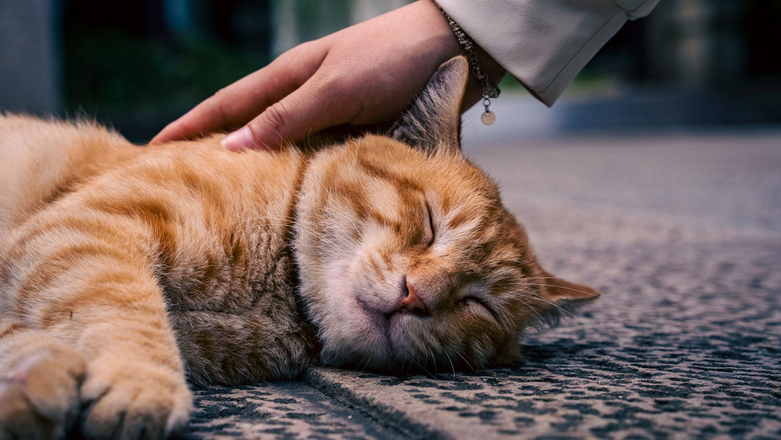 Dog &; Cat Seizures in Singapore: Veterinary Assessment & Treatment