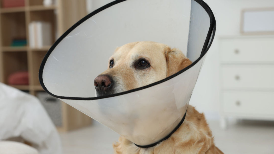 Dog & Cat Spaying and Neutering in Singapore