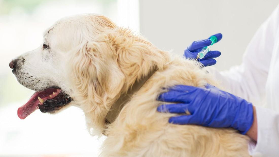 Dog & Cat Vaccinations in Singapore