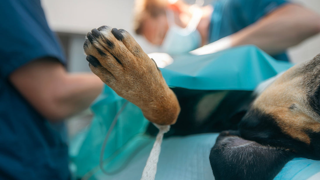 Dog Foreign Body Surgery in Singapore: Intestinal Blockage & Object Removal