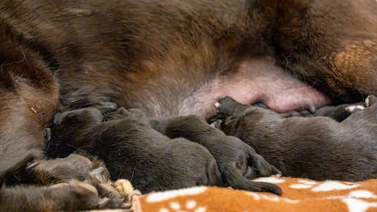 Dog Whelping, Cat Birth Assistance & Newborn Veterinary Care in Singapore