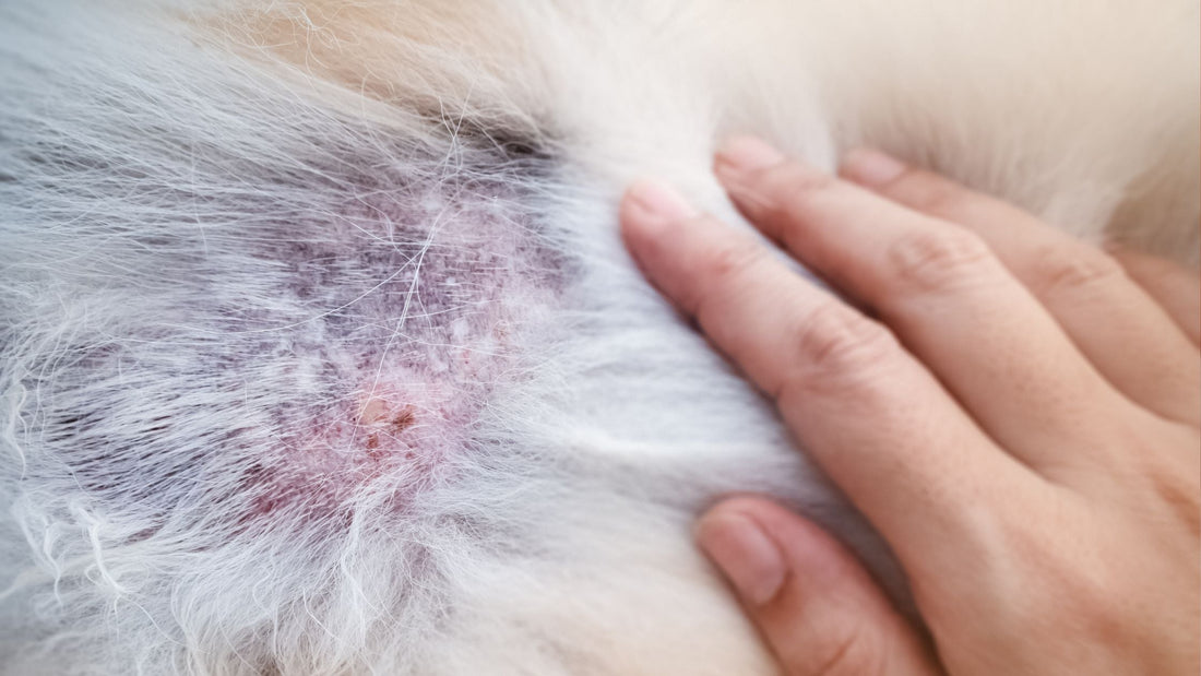 Dog &amp; Cat Allergies in Singapore: Skin Allergy Diagnosis & Veterinary Treatment