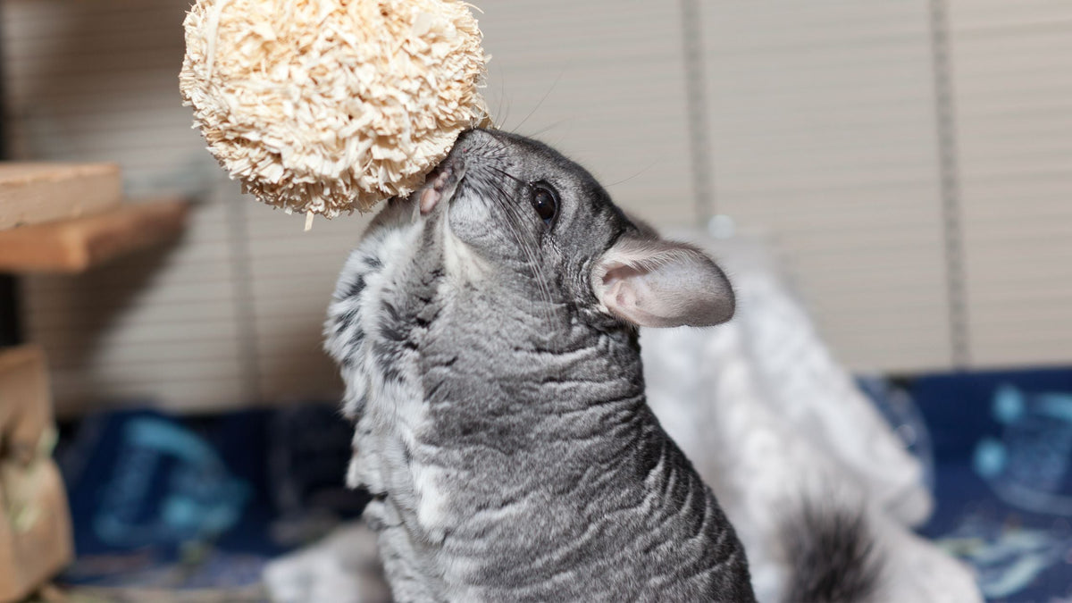 Exotic Pet Veterinary Care in Singapore: Rabbits, Birds, Reptiles & Fish