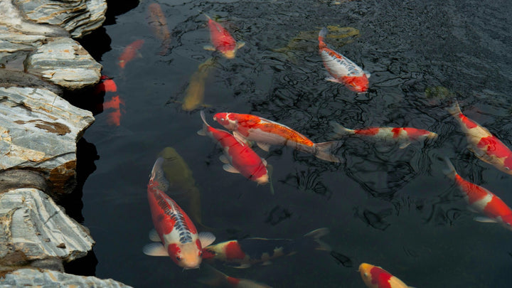 Fish & Aquatic Animal Veterinary Care in Singapore