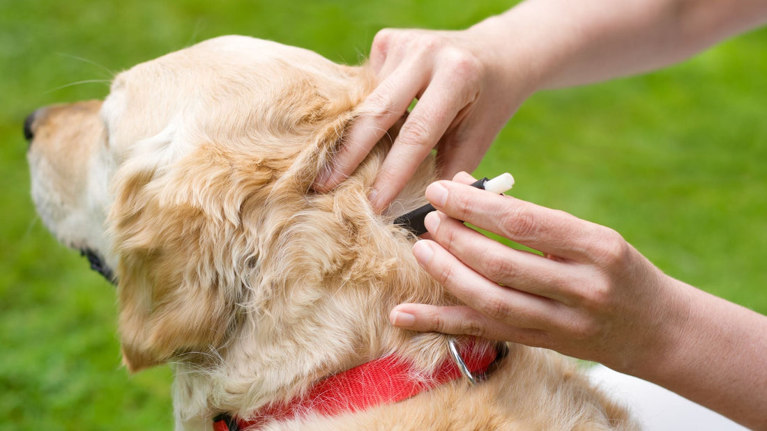 Flea, Tick, Heartworm Prevention & Deworming for Dogs and Cats in Singapore