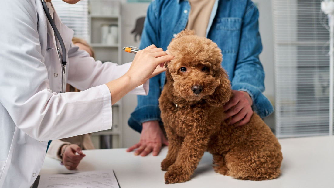 General Veterinary Care in Singapore
