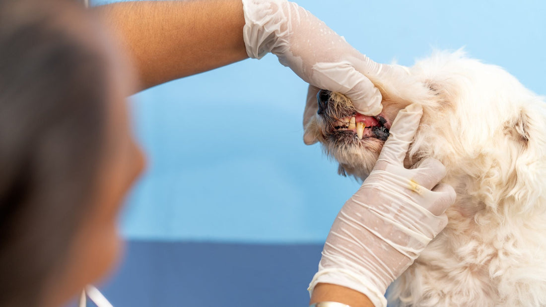 Oral Tumours in Dogs & Cats in Singapore: Diagnosis and Surgical Treatment