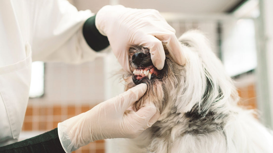 Periodontal Disease Treatment in Dogs & Cats in Singapore