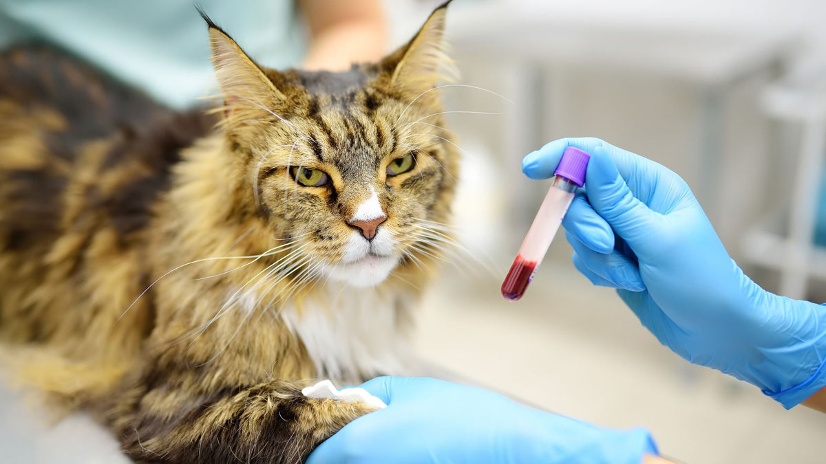 Pet Blood Tests & Laboratory Testing in Singapore