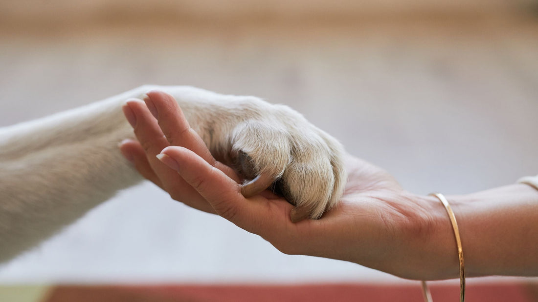 Pet Euthanasia in Singapore: Compassionate End-of-Life Veterinary Care