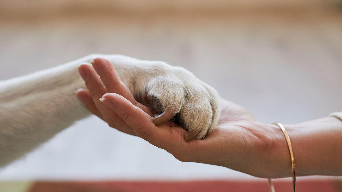 Pet Euthanasia in Singapore: Compassionate End-of-Life Veterinary Care