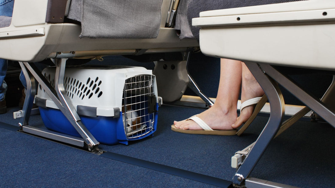 Pet Health Certificates & Export Veterinary Services in Singapore