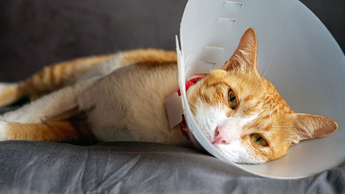 Pet Palliative Care in Singapore: Comfort & Quality-of-Life Support