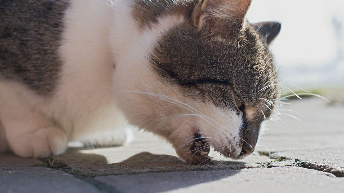 Pet Poisoning in Singapore: Toxicology Assessment &amp; Veterinary Treatment