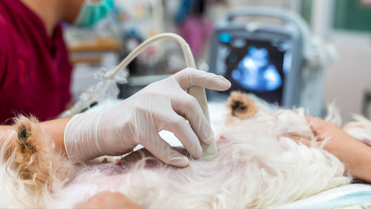 Pet X-Rays & Ultrasound in Singapore: Veterinary Diagnostic Imaging