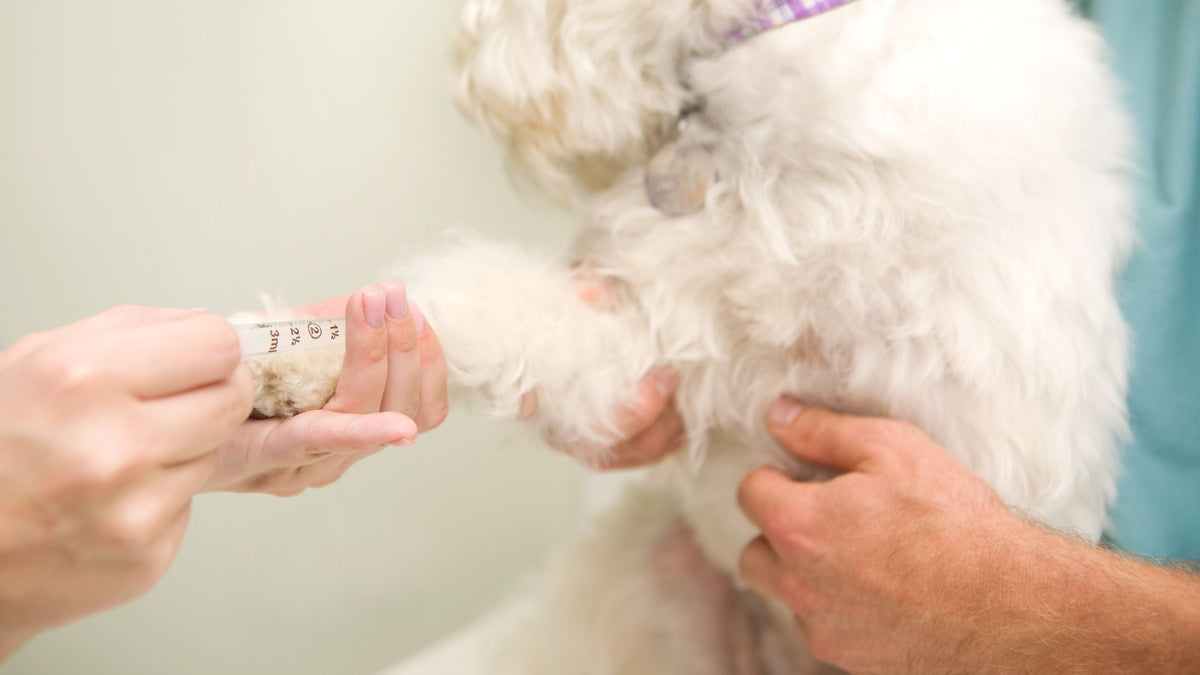 Preventive Blood Tests & Health Screening for Dogs and Cats in Singapore