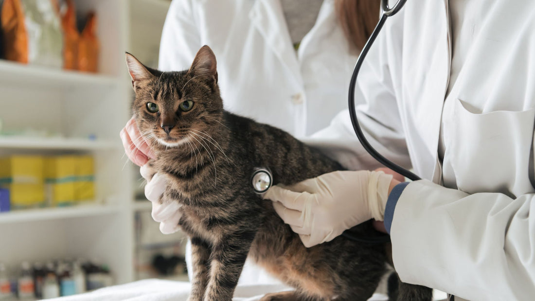 Preventive Veterinary Care for Dogs & Cats in Singapore