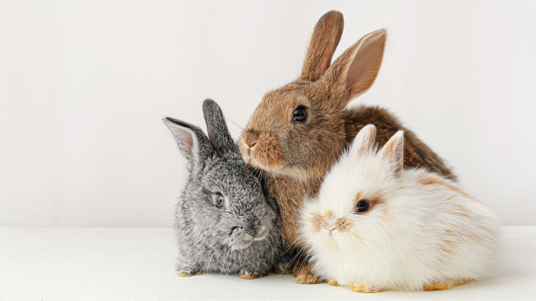 Rabbits, Guinea Pigs, Chinchillas & Hamsters Veterinary Care in Singapore
