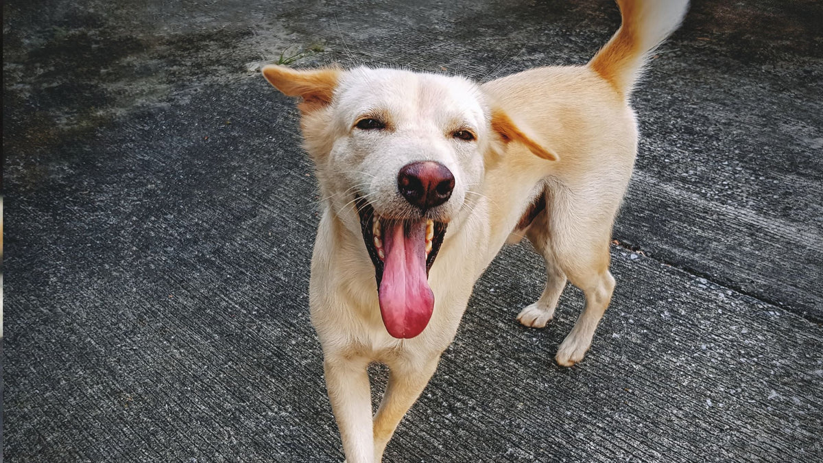 Respiratory Conditions in Dogs & Cats: Coughing, Wheezing & Breathing Problems