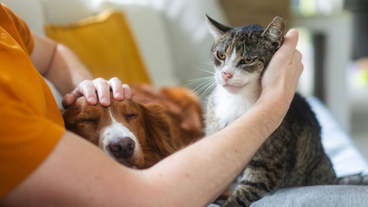 Senior Dog & Cat Veterinary Care in Singapore
