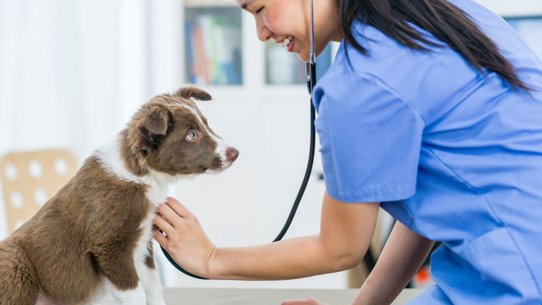 Specialised Veterinary Care for Dogs & Cats in Singapore