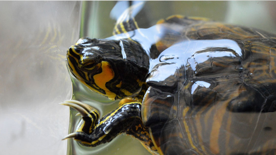 Terrapin, Tortoise & Reptile Veterinary Care in Singapore