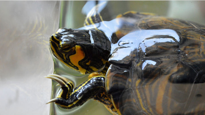 Terrapin, Tortoise & Reptile Veterinary Care in Singapore