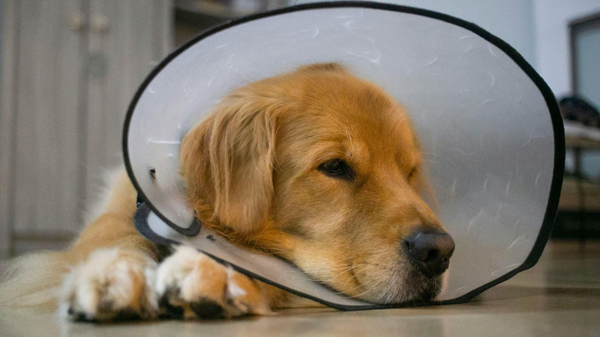 Treatment of Infections & Diseases in Dogs and Cats in Singapore