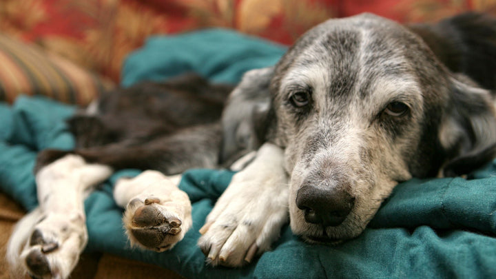 Veterinary Cancer Care & Oncology for Dogs and Cats in Singapore