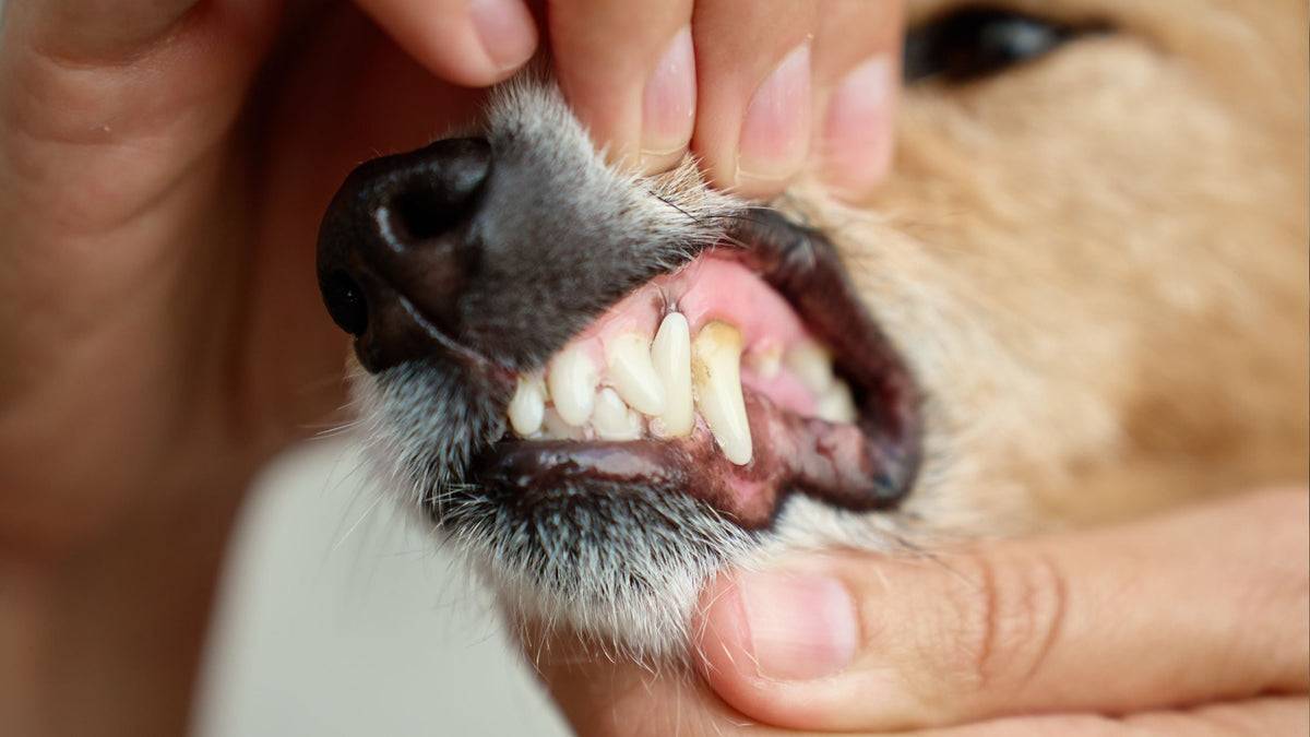 Veterinary Dental Care for Dogs & Cats in Singapore