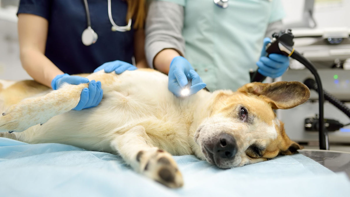 Veterinary Endoscopy for Dogs & Cats in Singapore