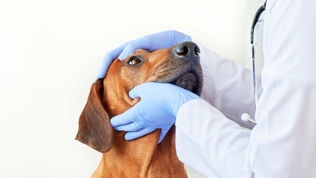 Veterinary Eye Surgery for Dogs & Cats in Singapore