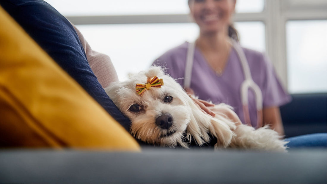 Veterinary House Calls in Singapore: Home Vet Consultations & Pet Care