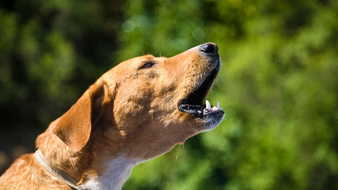 Veterinary Pain Management in Singapore: Dogs, Cats & Senior Pets