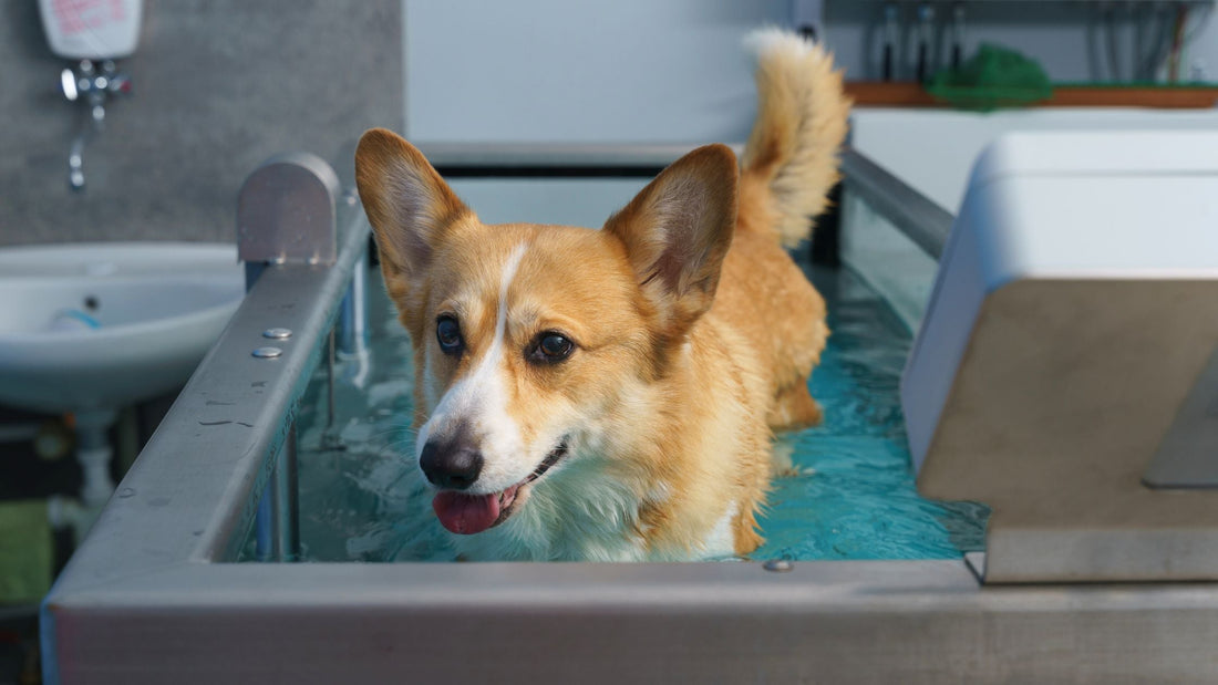 Veterinary Physical Therapy & Rehabilitation for Dogs and Cats in Singapore