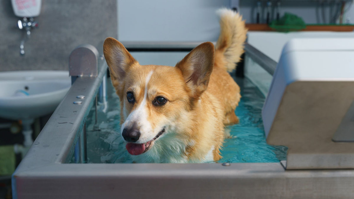 Veterinary Physical Therapy & Rehabilitation for Dogs and Cats in Singapore