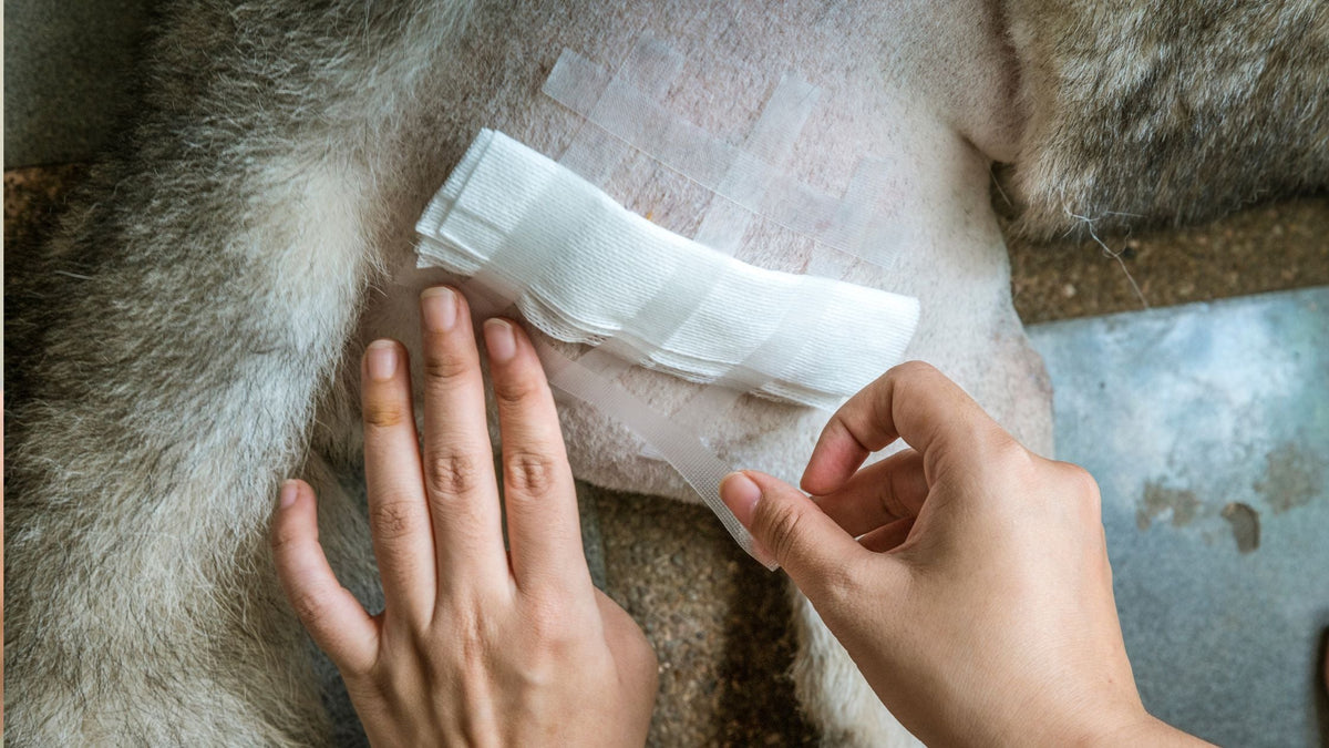 Veterinary Surgery for Dogs & Cats in Singapore
