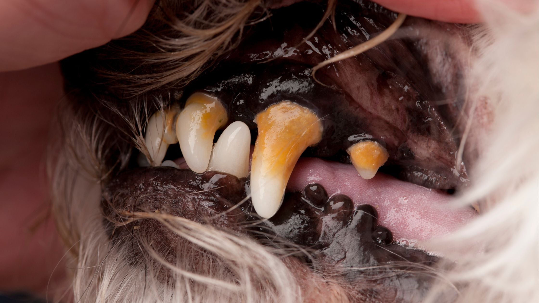 Why Does My Dog Have Bad Breath?