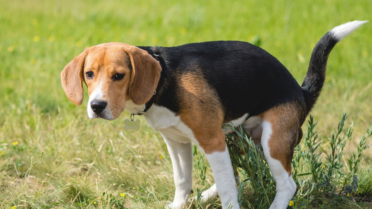 Why Does My Dog Have Blood in His Stool?