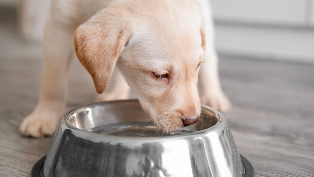 Why Is My Dog Drinking More Water Than Usual?