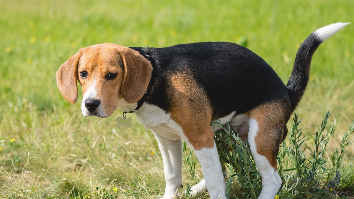 Why Is My Dog Having Diarrhoea?