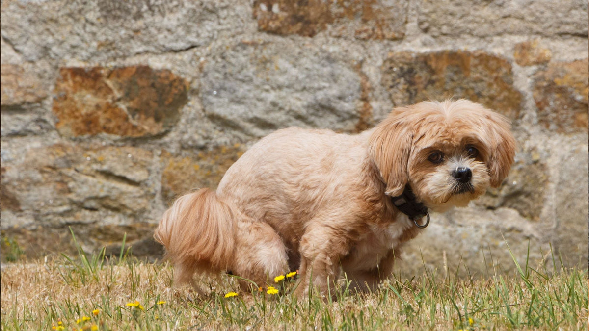 Why Is My Dog Having Diarrhoea?
