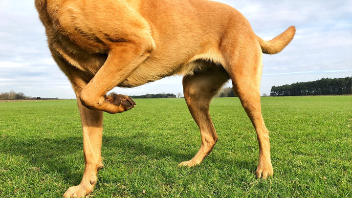 Why Is My Dog Limping?