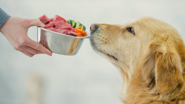 Why Is My Dog Not Eating?