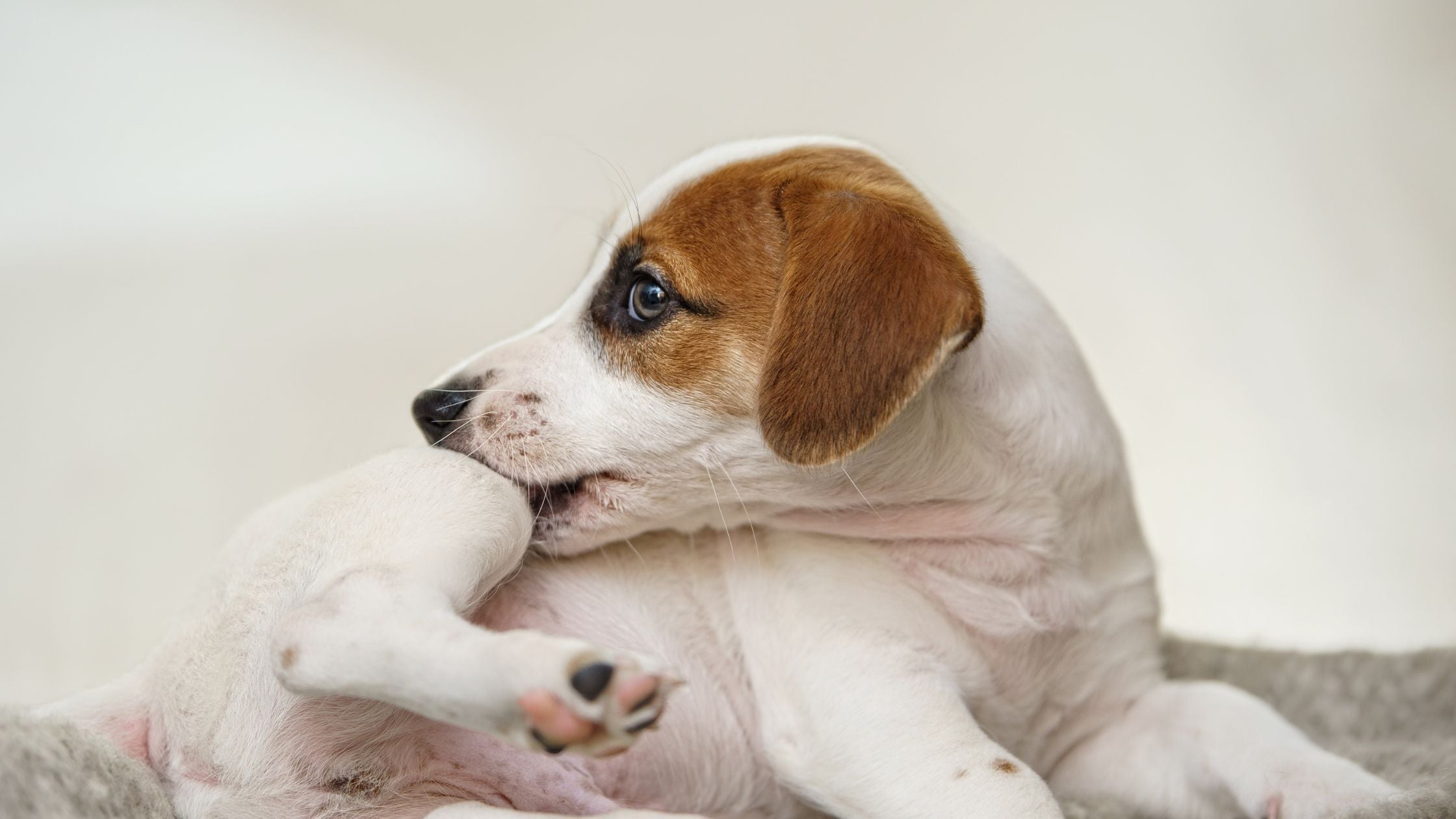 Why Is My Dog Scratching?